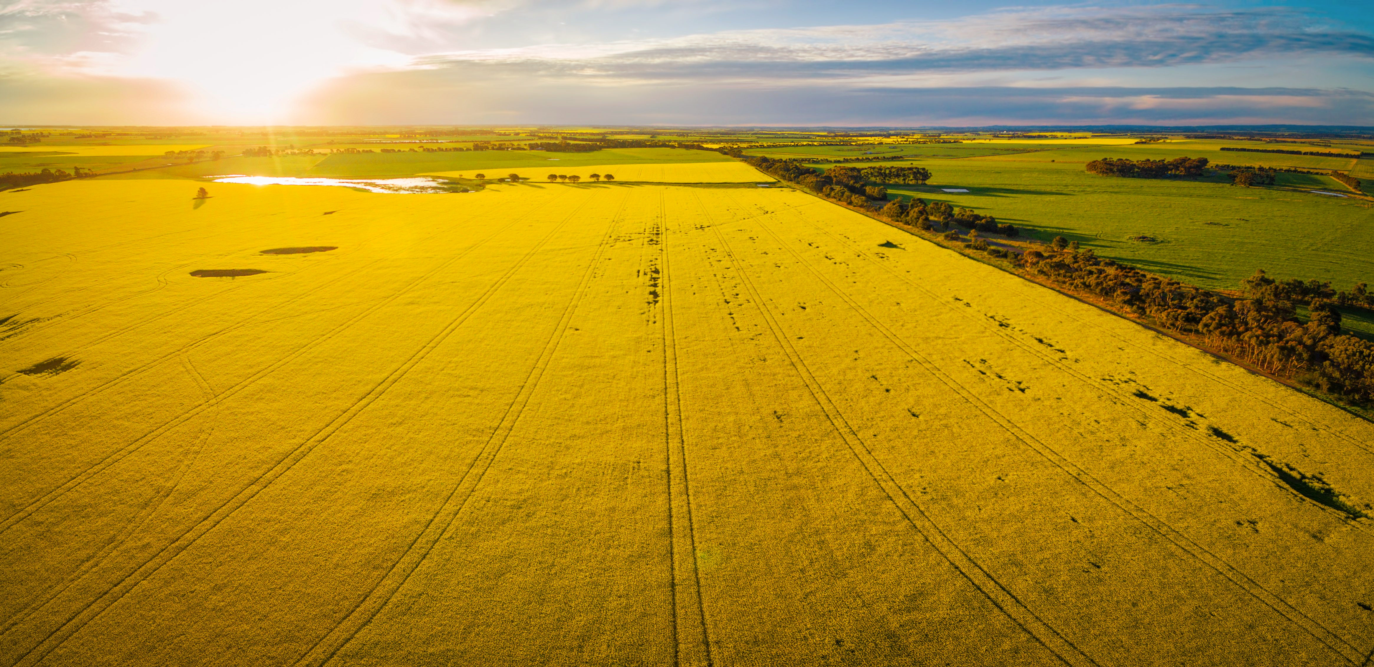 aereal view of a agricultural field 